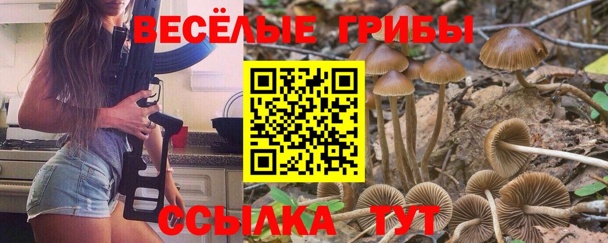Зеленогорск  Галлюциногенные грибы Psilocybine cubensis  Вход с VPN 